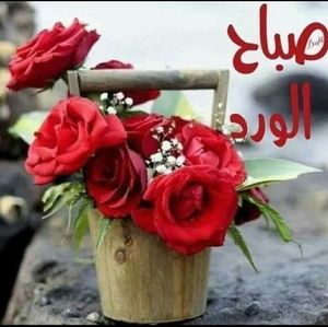 Meet your Posher, Dania